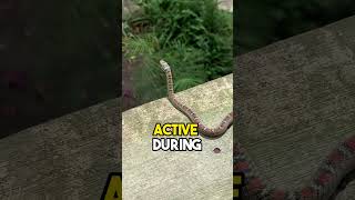 Flying Snakes Natures Own Glider 🐍 🪂nature nature facts NaturesNotebook2 [upl. by Bryon683]