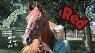 August Horse of the Month  Red [upl. by Burch]