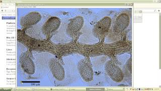 Setting the scale on ImageJ [upl. by Sitof]