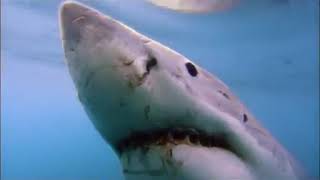 Documentaire Le grand requin blanc [upl. by Annawek394]