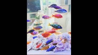 RAJAN AQUAFARM CICHLIDS KING MAKER TUTICORIN PH9486484789 WHATSAPP aquarium [upl. by Notniuqal]