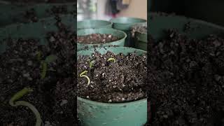 This helped my pepper seeds germinate gardening gardeningtips [upl. by Ybanrab]