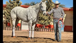 El Moro de Tepehuanes  Los Mendoza La Era del Corrido l Video Oficial 2023 [upl. by Ingham]