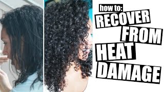 How To Recover From Heat Damage To Healthy Curly Hair [upl. by Adnyc]