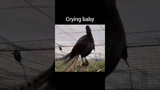 Lyrebird mimicking sound viralvideo youtubeshorts [upl. by Xylina531]