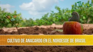 Como se Cultiva el Marañon en Brasil  TvAgro por Juan Gonzalo Angel Restrepo [upl. by Mirabelle]