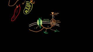 Physiology of the Endocrine Pancreas [upl. by Retsbew412]