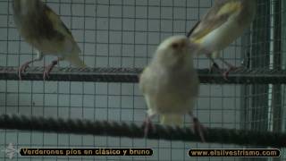 Aviario de Jose 2010bmp4 [upl. by Ynnel261]