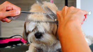 How to groom a head only by scissors  Shih Tzu Grooming [upl. by Noside]