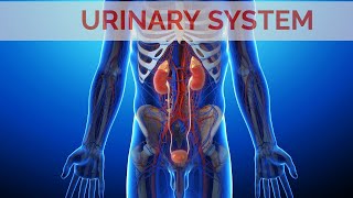 The Excretory System  Kidney Structure amp Functions  Kidneys Animation [upl. by Emerej]