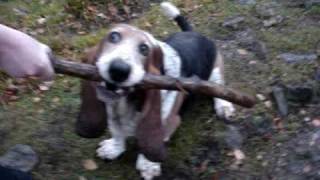 More weird basset hound behaviour [upl. by Imled]