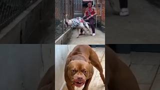 Pitbull vs dogo argentino dog pitbull dogoargentino [upl. by Almena829]