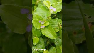 Commelina benghalensis short youtubeshort benghaldayflower medicinalherb herbs nature [upl. by Oelgnaed]