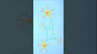 upseducation Explaining Oligodendrocytes and Schwann Cells psychology shorts [upl. by Attenehs]