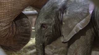 Primeros momentos de vida de un elefante africano recién nacido en BIOPARC Valencia 🐘😍 [upl. by Gnak115]