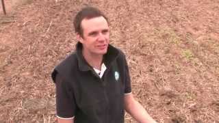 GCTV13 Wheat Optimal Flowering for More Yield Part 1 [upl. by Matless]