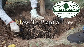 How to Plant a Tree [upl. by Judon]