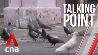 CNA  Talking Point  E20 Controlling Singapores pigeon population [upl. by Idahs]