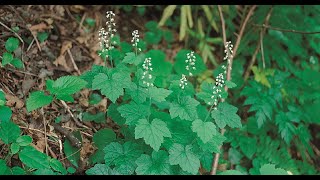 A0216 헐떡이풀 학명 Tiarella polyphylla 영어명 Foam flower 약효 거어 천식 청력장애 타박상 활혈 [upl. by Asiel]