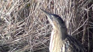 Bittern  Sony HDR CX130 [upl. by Fennell]