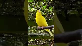 Yellow Canary Bird Singing  Bird Sounds  Canary Song  Canary Sounds canary birdsounds [upl. by Bamford]