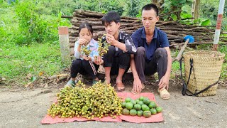 Harvesting forest fruits to sell  Gardening and growing vegetables  Ly Dinh Quang [upl. by Wilma]