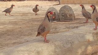 Female Chakor sounds  Chukor calling  Chakor Partridge Voice  مادی چکور کی اواز [upl. by Ekalb]