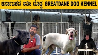 ಕರ್ನಾಟಕದ ಅತಿ ದೊಡ್ಡ GREATDANE DOGS KENNEL…60 greatdane dogs in this kennel [upl. by Cox395]