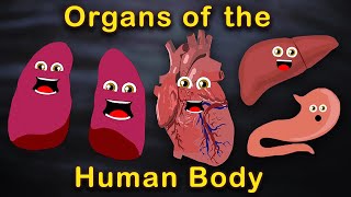 Organs of the Human Body Songs  Anatomy Education Songs [upl. by Ahsinrac822]