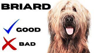 Briard Top 10 Facts  Pros and Cons you must know [upl. by Alegnatal]