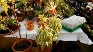 Fritillaria imperialis Argenteovariegata [upl. by Maidy768]