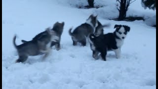 Husky Puppies Playing In the Snow 9 Weeks Old 2017 [upl. by Kirshbaum]