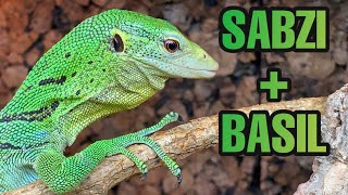 DREAM LIZARD UPDATE  Green Tree Monitors Varanus prasinus [upl. by Avlis599]