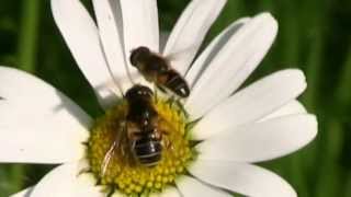 ERISTALE GluantParade Nuptiale Eristalis tenax  BRUITX [upl. by Gambrell]