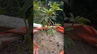 ChikuSapodilla plant in grow bag [upl. by Anwahsak]