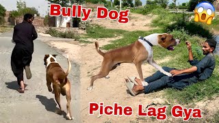 Hamza Shikari Ky Piche Bully Dog Badshah Lag Gya😱 [upl. by Gilberto986]