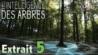 LIntelligence des Arbres  Extrait 05  VF [upl. by Lerud]