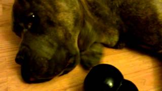 Cane Corso Rampage  Chewing on Kong [upl. by Quincy30]