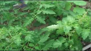 How to Pinch out your Tomato plants  Removing Suckers [upl. by Erapsag]