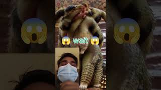 😱 Dog in crocodile 🐊🐊👿🐶🐕dog crocodile ytshorts youtubeshorts shorts short trendingshorts cr7 [upl. by Yerhpmuh]