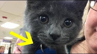 Woman Adopting Kitten Can’t Stop Crying After Reading The Words On His Tag [upl. by Gylys]