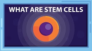 What are STEM CELLS And What Can they Do [upl. by Mervin]