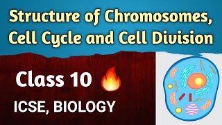 Structure of Chromosomes  ICSE Class 10 Biology  Cell Cycle amp Cell Division  English For All [upl. by Joost]