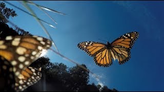 Amazing Monarch Butterflies in Mexico [upl. by Isaak]