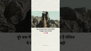 insano se achha animlsnew shorts viralvideo trending motivation elephant animalslove animals [upl. by Derfnam]