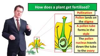 Fertilisation and Germination  Biology  Key Stage 3  Mr Deeping [upl. by Buchanan]