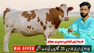 25 Heifers For Sale At ￼Chaudhary Dairy Farm  Jersey Heifers  Pk Janwar Mandi￼ [upl. by Ashford]