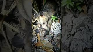 Zarigüeyas Didelphis marsupialis en apareamiento Panamá Santuario Zarigüeyista El Hogar de Luna [upl. by Noah]