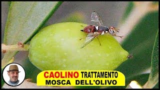 CAOLINO TRATTAMENTO MOSCA OLIVO e tutto quello che cè da sapere [upl. by Nannah]