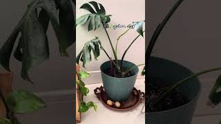 نبات المنستيرا plants Monstera deliciosa القفص الصدري [upl. by Nellir114]